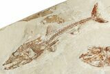 Cretaceous Predatory Fish (Eurypholis) - Fish In Stomach! #200646-1